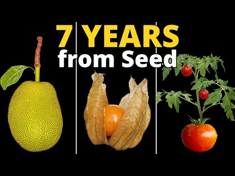 I Grew 18 Plants From Seed to Make this TIMELAPSE Compilation!