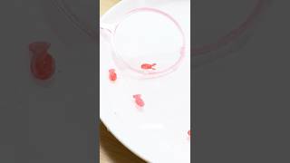 お家でできる不思議な金魚すくい🐟 #実験 #不思議 #shorts