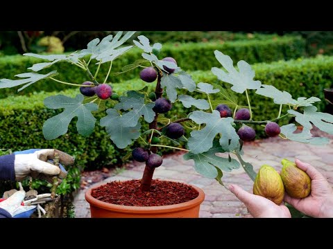 , title : 'How To Grow, fertilize, and Harvesting Figs Tree in a Pot | Easy Ways To Grow Fig - Gardening tips'