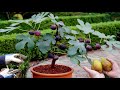 How To Grow, fertilize, and Harvesting Figs Tree in a Pot | Easy Ways To Grow Fig - Gardening tips