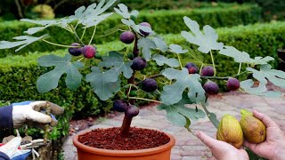 How To Grow, fertilize, and Harvesting Figs Tree in a Pot | Easy Ways To Grow Fig - Gardening tips