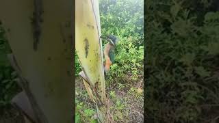 Download lagu Burung Pelatuk Dhakim Aviary nancap di pohon pisang gak bisa lepas #shorts #dhakimaviary #irvanhakim mp3