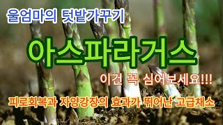 [텃밭재배] ★강력추천★한번심어 10년이상 수확가능한 고급채소