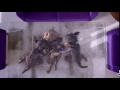 Cadbury Dairy Milk Aliens Tickling