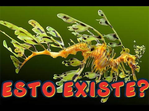 TOP 24 ANIMALES MARINOS MAS RAROS DEL MUNDO
