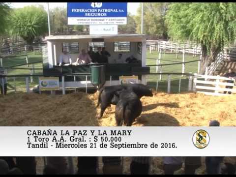 21-09-16 Venta de Toros P.H. y A.A.. - Cabaña La Paz y La Mary - Tandil.
