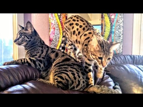 ⚖️ Savannah Cats vs. Domestic Cats ~ 