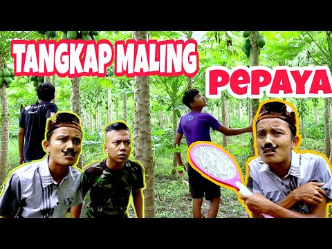 jaga-kebun-pepaya-kakek-tangkap-maling-komedi-madura