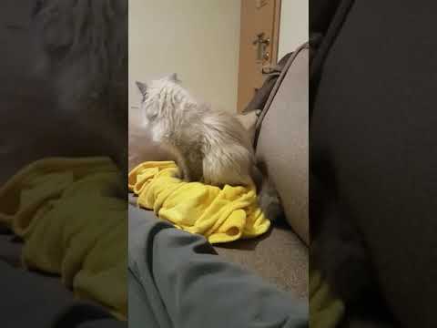 My cat HENRY humping my blanket, he cant control himself-the complete video