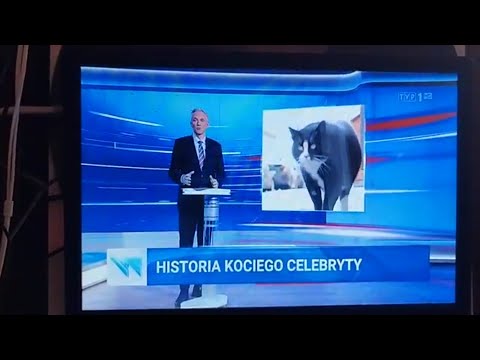 GACEK - koci celebryta ze Szczecina firmuje zbiórkę karmy dla kotków bezdom. - TVP1:24.11.2023/12:07
