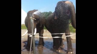 Lars Holscher Elephants (summer 2013)