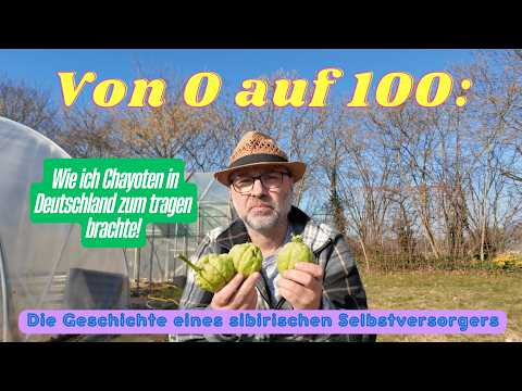 Chayote-Rekordernte in DE: 10 Jahre Experiment