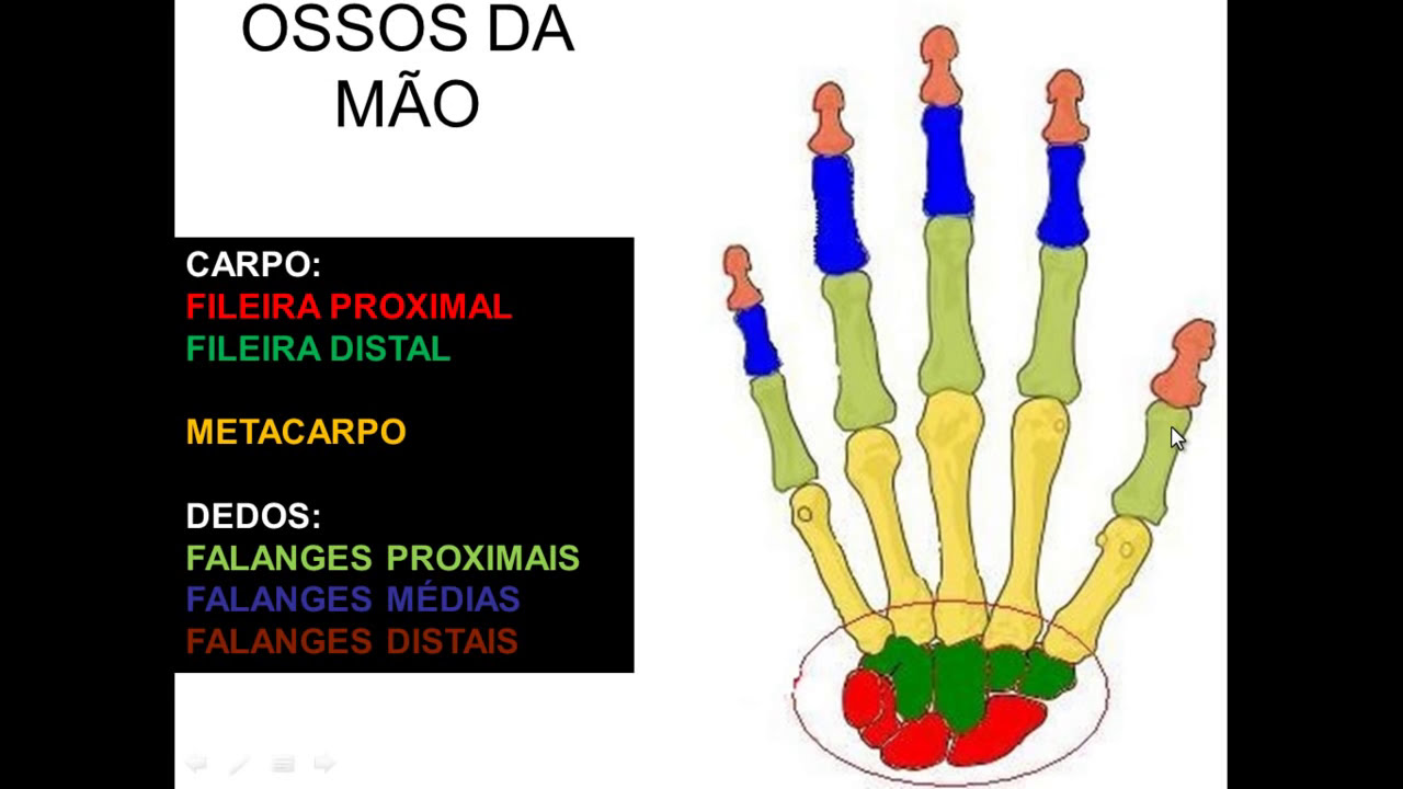 OSSOS DE MEMBRO SUPERIOR PARTE 3 - OSSOS DA MÃO