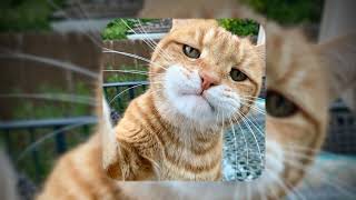 Download lagu ria amelia - sms (speed up   reverb) mp3