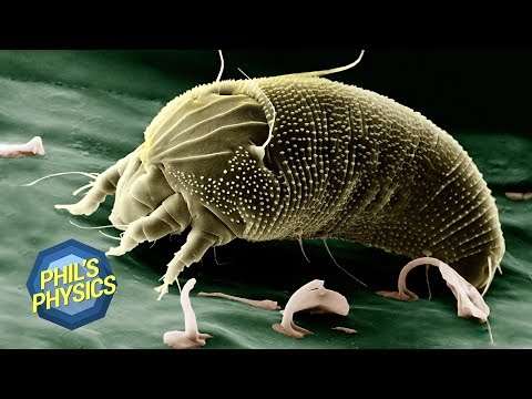 Was lebt in deinem Bett? Mikroskop im Einsatz REM - Rasterelektronenmikroskop | Phil's Physics