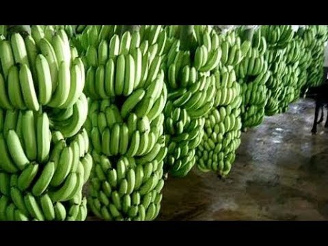 WOW! Amazing Agriculture Technology - Giant Banana farming techniques