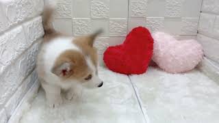 コーギーの動画01