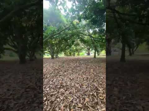 Excelente propriedade à venda em madressilva córrego do ouro