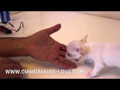 Click to View : Desparasitar Cachorro Chihuahua