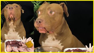 Bounce the Pitbull Mukbang