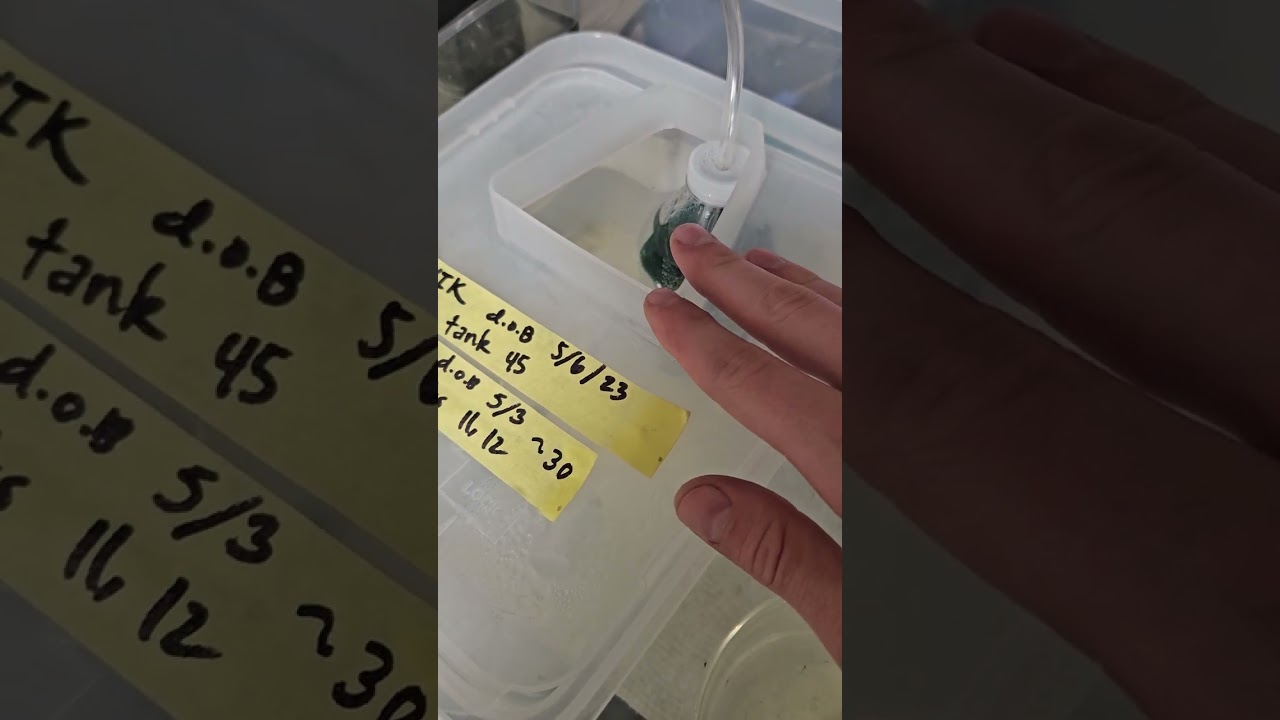 DIY Tanks Information