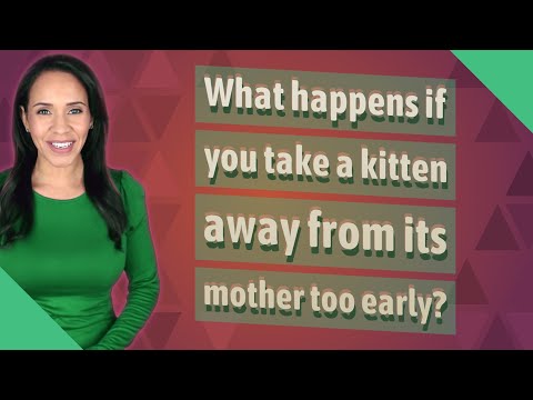 What happens if you take a kitten away from its mother too early?