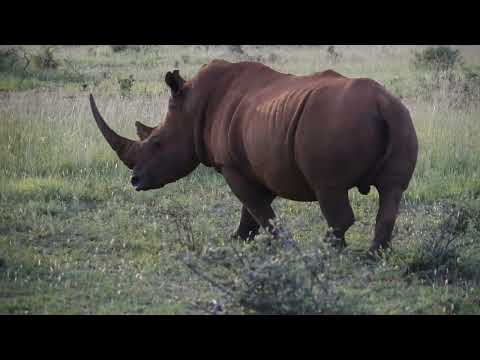 RHULANI MINUTE SAFARI - Running rhino