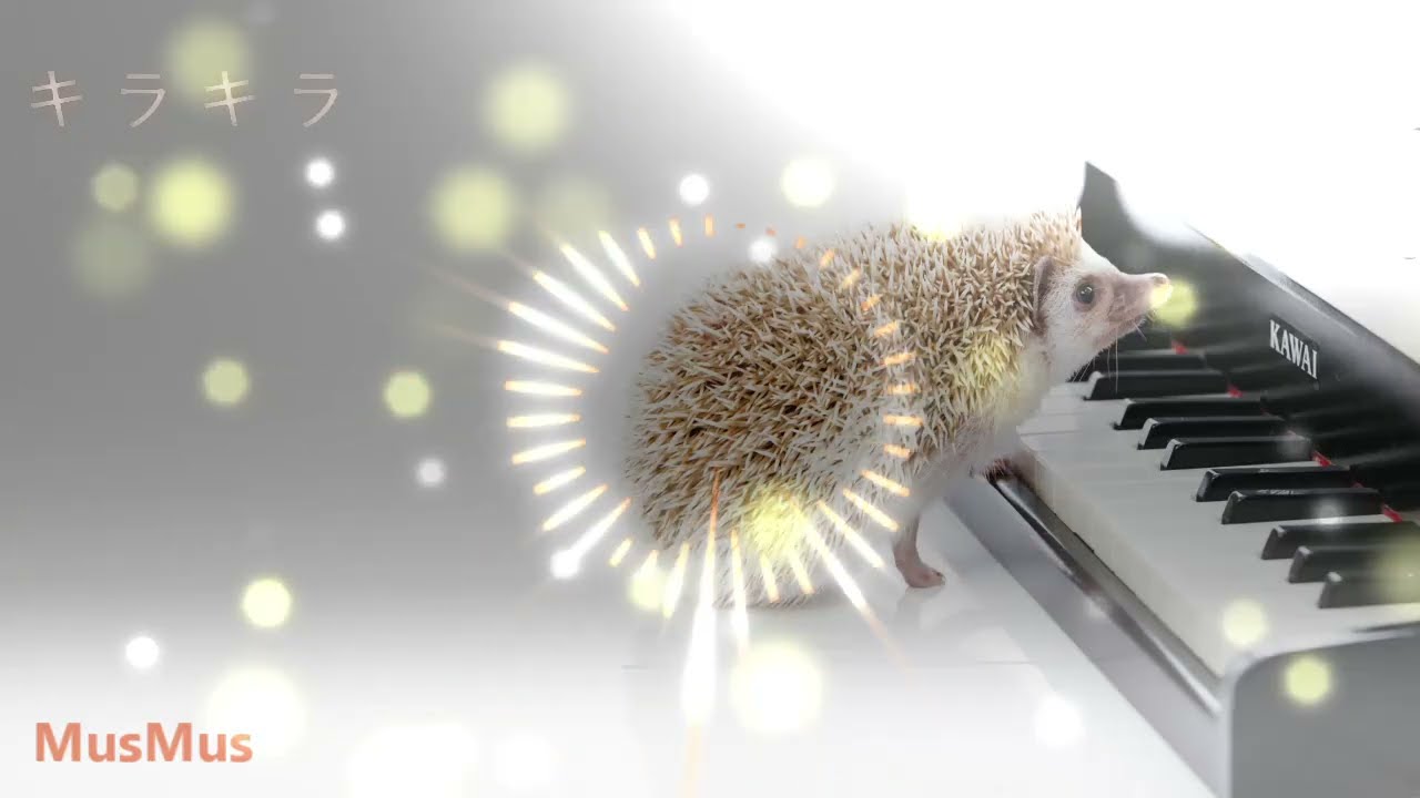 「キラキラ」 / MusMusボーカル曲  #フリーBGM