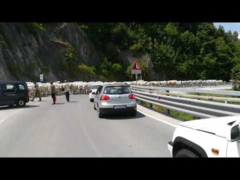 Transumanza vacche giugno 20 vernante