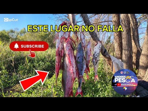 ESTE LUGAR NO FALLA LA MONTONERA PESQUERO DE GOMITAR FIGHIERA SANTA FE CON LA CARNADA MÁGICA 🐟🐟🐟🐟🎣💪🍀
