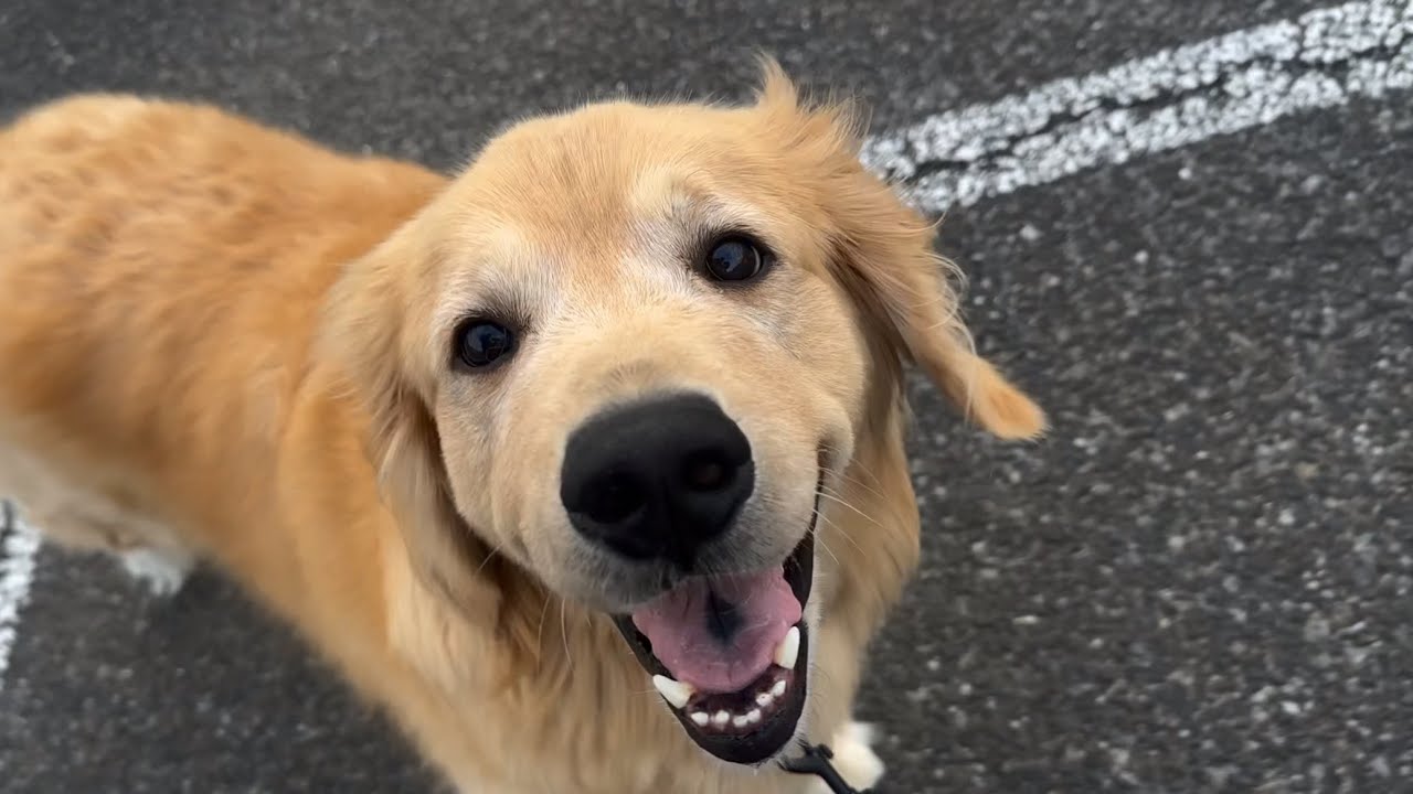 ゴールデンレトリバーの散歩（歩かないから毎回公園で走らせます）