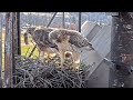 Arthur Delivers Vole To Big Red At The Cornell Hawks Nest – March 13, 2024