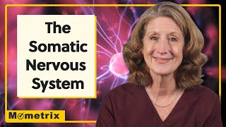 The Somatic Nervous System: An Overview of the SNS
