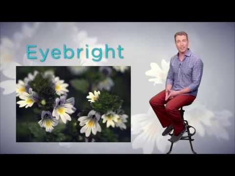 Euphrasia Officinalis Extract Powder