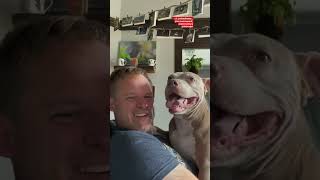 Guy Decides To Foster A Very Pregnant Pit Bull | The Dodo