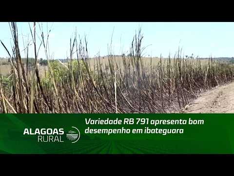 Variedade RB 791 apresenta bom desempenho em ibateguara