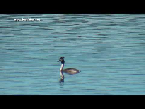 Somormujo lavanco ( Podiceps cristatus ) Great Crested
