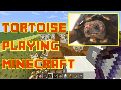 Tortoise Playing Minecraft - Parry Gripp