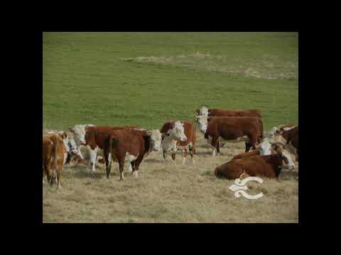 Video de YouTube - Campo en Villa Serrana Lavalleja 8421, 330 hectáreas
