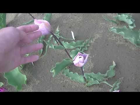 トライアンフチューリップ 植物