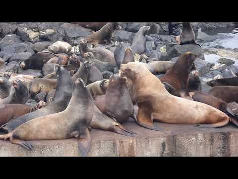 Sea lion sounds