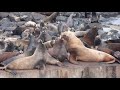 Sea lion sounds
