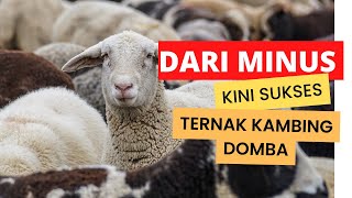 Download lagu Mulai Usaha Dari Kondisi Minus, Kini Sukses Ternak Kambing Domba Dan Bisnis Kontraktor mp3