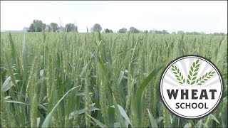 Wheat School: Downforce delivers uniformity
