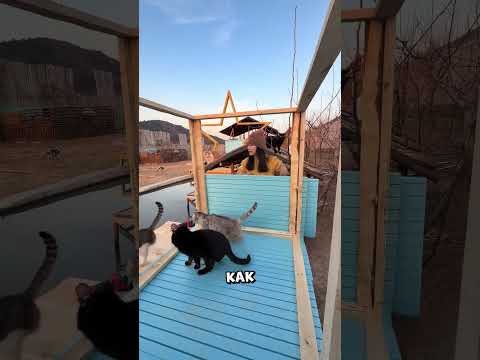 Весенняя реконструкция старой водопадной пещеры для котиков