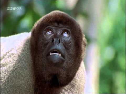 BBC4 Amazon Rainforest part 1