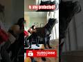 Cane Corso Protects Woman #canecorso #dog #crime #shorts