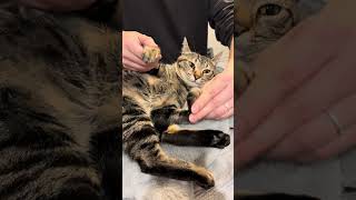 【保護猫】好きすぎて滅🐈