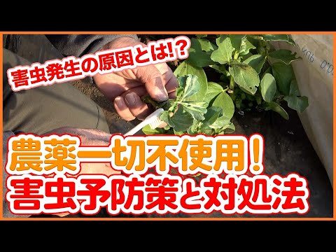 畑の近くの小さな水域は農薬でひどく汚染されている