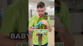 Look At His Colors! Great Green Macaw